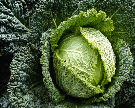 Savoy Cabbage: A Nutritious and Versatile Staple in Swiss Agriculture