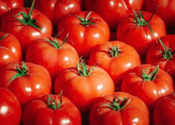 Spain’s Tomato Market in 2024: A 100% Price Increase from Farm to Consumer