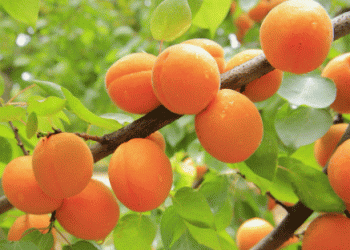 Spanish Stone Fruit Overcomes Water and Labor Shortages