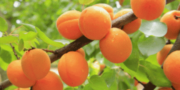 Spanish Stone Fruit Overcomes Water and Labor Shortages
