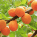 Spanish Stone Fruit Overcomes Water and Labor Shortages