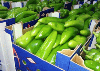 Moroccan Peppers in High Demand: Yields Down, Prices Soaring Amid European Shortfall