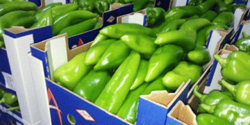 Moroccan Peppers in High Demand: Yields Down, Prices Soaring Amid European Shortfall