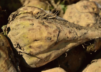 Revolutionary Sugar Beet Waste Transformation: From Byproduct to Valuable Resources