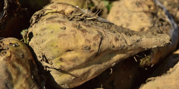 Revolutionary Sugar Beet Waste Transformation: From Byproduct to Valuable Resources