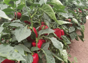 “Jingjiao 9”: China’s Sweet Pepper Breaks into U.S. Market with Landmark Variety Protection