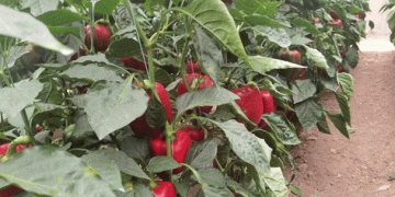 “Jingjiao 9”: China’s Sweet Pepper Breaks into U.S. Market with Landmark Variety Protection