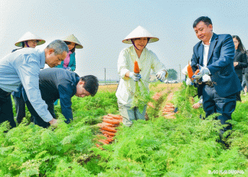 Carrot Diplomacy: Korean Minister Praises Vietnamese Agri-Tech in Hải Dương’s Carrot Production Hub