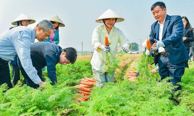 Carrot Diplomacy: Korean Minister Praises Vietnamese Agri-Tech in Hải Dương’s Carrot Production Hub