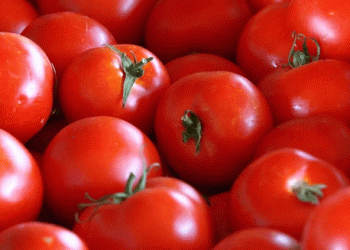 European Tomato Market Update: Beef Tomatoes from Belgium and Spain Dominate as Prices Climb