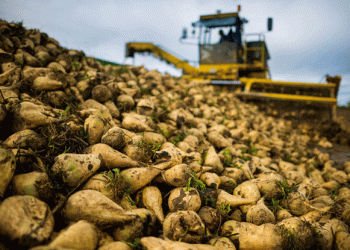 Zhetysu Region Adapts Crop Strategy: Sugar Beet Area Reduced Amid Agricultural Overhaul