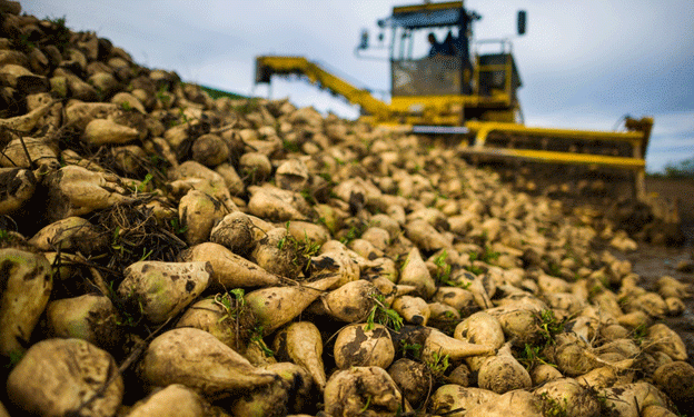 Zhetysu Region Adapts Crop Strategy: Sugar Beet Area Reduced Amid Agricultural Overhaul