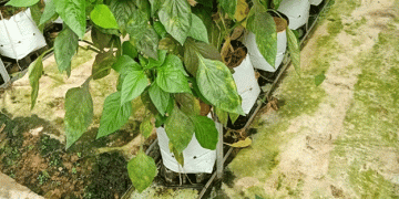 Pioneering Hydroponic Bell Pepper Cultivation with Wastewater Recycling in Lâm Đồng​