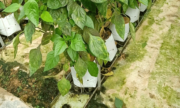 Pioneering Hydroponic Bell Pepper Cultivation with Wastewater Recycling in Lâm Đồng​