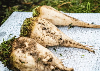 Revolutionary Yields: Russian Beet Seeds Set New Records in Egyptian Agriculture