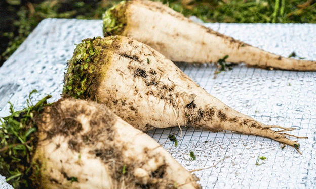 Revolutionary Yields: Russian Beet Seeds Set New Records in Egyptian Agriculture