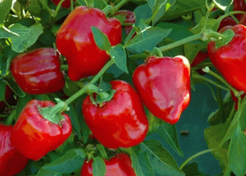 Global Bell Pepper Market in 2025: Navigating Price Fluctuations and Production Challenges​