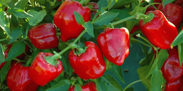 Global Bell Pepper Market in 2025: Navigating Price Fluctuations and Production Challenges