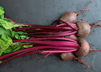 Modern Trends in Selection: Top Beet Varieties for Successful Farming