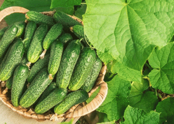 Almería’s Agricultural Dominance: A Deep Dive into Spain’s Leading Fruit and Vegetable Exporter​