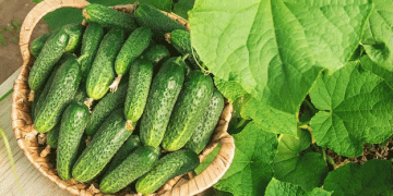 Almería’s Agricultural Dominance: A Deep Dive into Spain’s Leading Fruit and Vegetable Exporter