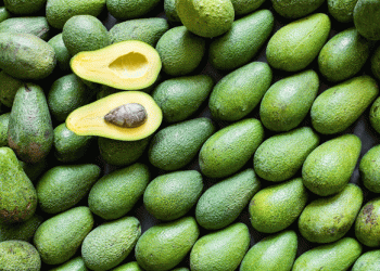 Morocco’s Avocado Boom: Record Exports and Expanding Markets Reshape the Global Trade Landscape