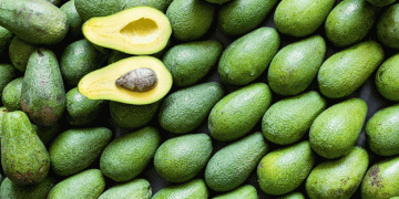 Morocco’s Avocado Boom: Record Exports and Expanding Markets Reshape the Global Trade Landscape