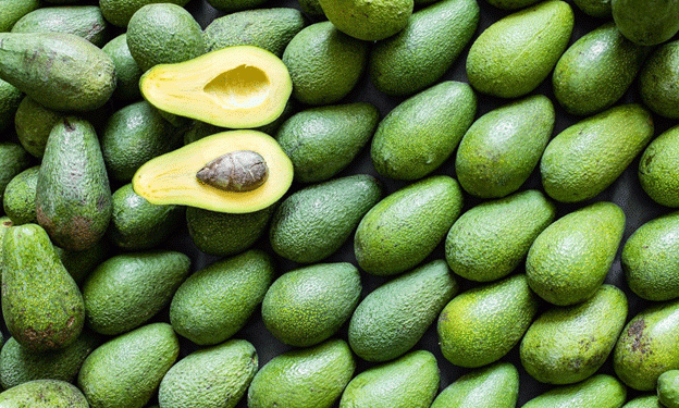 Morocco’s Avocado Boom: Record Exports and Expanding Markets Reshape the Global Trade Landscape