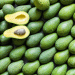 Morocco’s Avocado Boom: Record Exports and Expanding Markets Reshape the Global Trade Landscape