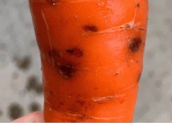 Biostimulants vs. Fungicides: A Natural Breakthrough in the Fight Against Cavity Spot in Carrots