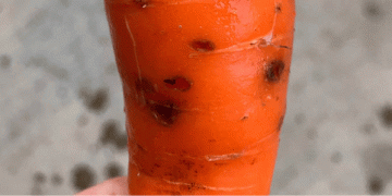 Biostimulants vs. Fungicides: A Natural Breakthrough in the Fight Against Cavity Spot in Carrots