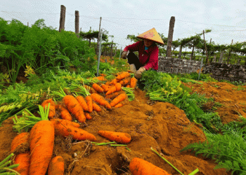 Too Big to Sell: VietGAP Carrots in Hoàng Mai Crash in Price Despite High Yields and Quality Standards
