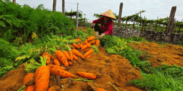 Too Big to Sell: VietGAP Carrots in Hoàng Mai Crash in Price Despite High Yields and Quality Standards