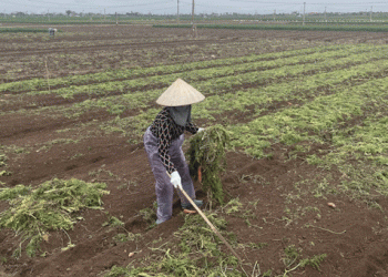 Bumper Crop, Broken Market: Đức Chính Carrot Farmers Struggle with Price Crash and Export Setbacks