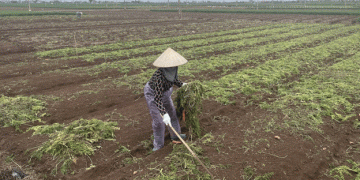 Bumper Crop, Broken Market: Đức Chính Carrot Farmers Struggle with Price Crash and Export Setbacks