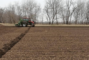Stavropol Region Leads Russian Sugar Beet Planting Season with Focus on Domestic Seeds