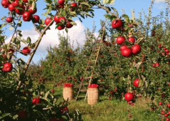 Ukrainian Apple Market Reaches New Heights Amidst Global Production Declines​
