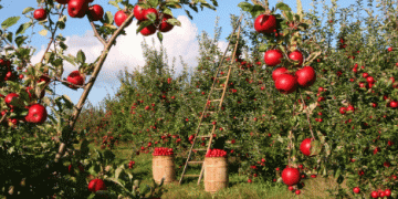 Ukrainian Apple Market Reaches New Heights Amidst Global Production Declines