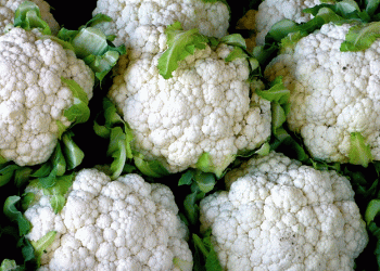 Escalating Production Costs Challenge Spanish Cauliflower Farmers​