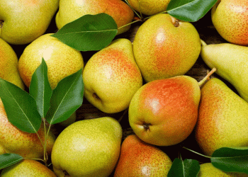 Navigating Challenges in European Pear Markets: The Impact of Overseas Imports​