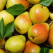 Navigating Challenges in European Pear Markets: The Impact of Overseas Imports