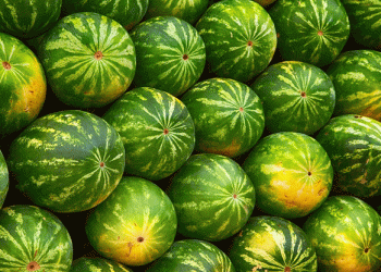 Climatic Challenges Impact São Paulo’s Watermelon Harvest​