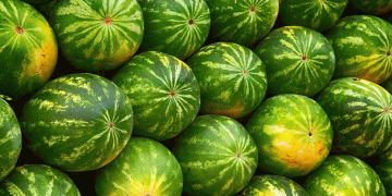 Climatic Challenges Impact São Paulo’s Watermelon Harvest