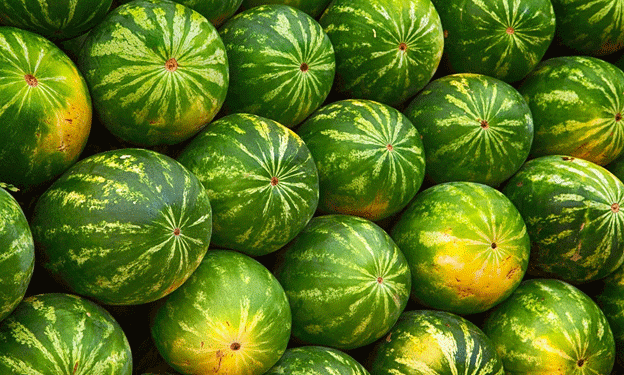 Climatic Challenges Impact São Paulo’s Watermelon Harvest