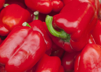 European Bell Pepper Market Faces Supply Shortages Amidst Adverse Weather Conditions​