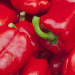 European Bell Pepper Market Faces Supply Shortages Amidst Adverse Weather Conditions​