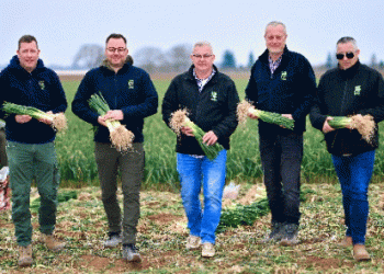 Pfalz Region Kicks Off 2025 Outdoor Vegetable Season with Spring Onion Harvest​