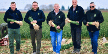 Pfalz Region Kicks Off 2025 Outdoor Vegetable Season with Spring Onion Harvest​