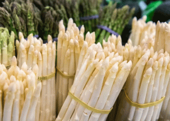 Asparagus Season Begins: The First Spears of “White Gold” Hit the Market