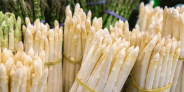 Asparagus Season Begins: The First Spears of “White Gold” Hit the Market